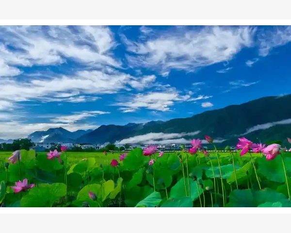 脾胃虚弱，气血不足，应该适量吃肉